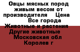 Овцы мясных пород живым весом от производителя. › Цена ­ 110 - Все города Животные и растения » Другие животные   . Московская обл.,Королев г.